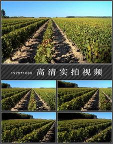 吃瓜视频大全农田,吃瓜视频大全里的田园风光